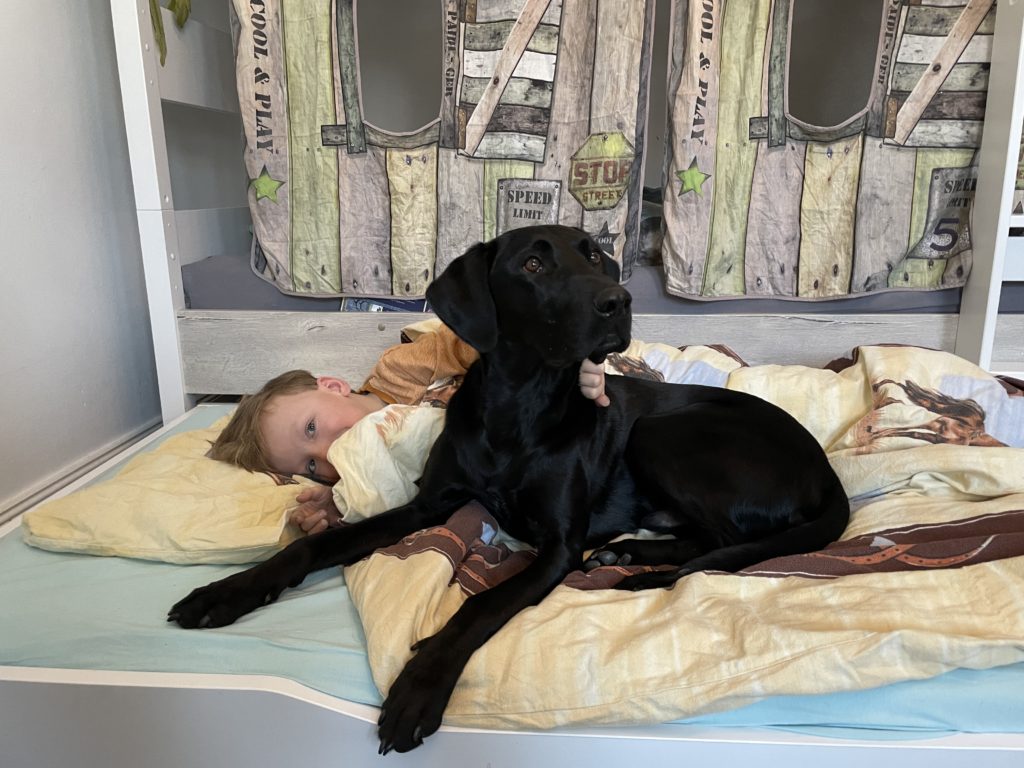 Mit Assistenzhund Lenny an seiner Seite hat Niclas weniger Albträume. Doch die beiden kuscheln nicht nur gerne miteinander, sie spielen auch zusammen und gehen spazieren. Dabei gibt Lenny dem Siebenjährigen, der an Cerebralparese leidet, Sicherheit und Motivation. Foto: Ricke